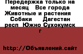 Передержка только на месяц - Все города Животные и растения » Собаки   . Дагестан респ.,Южно-Сухокумск г.